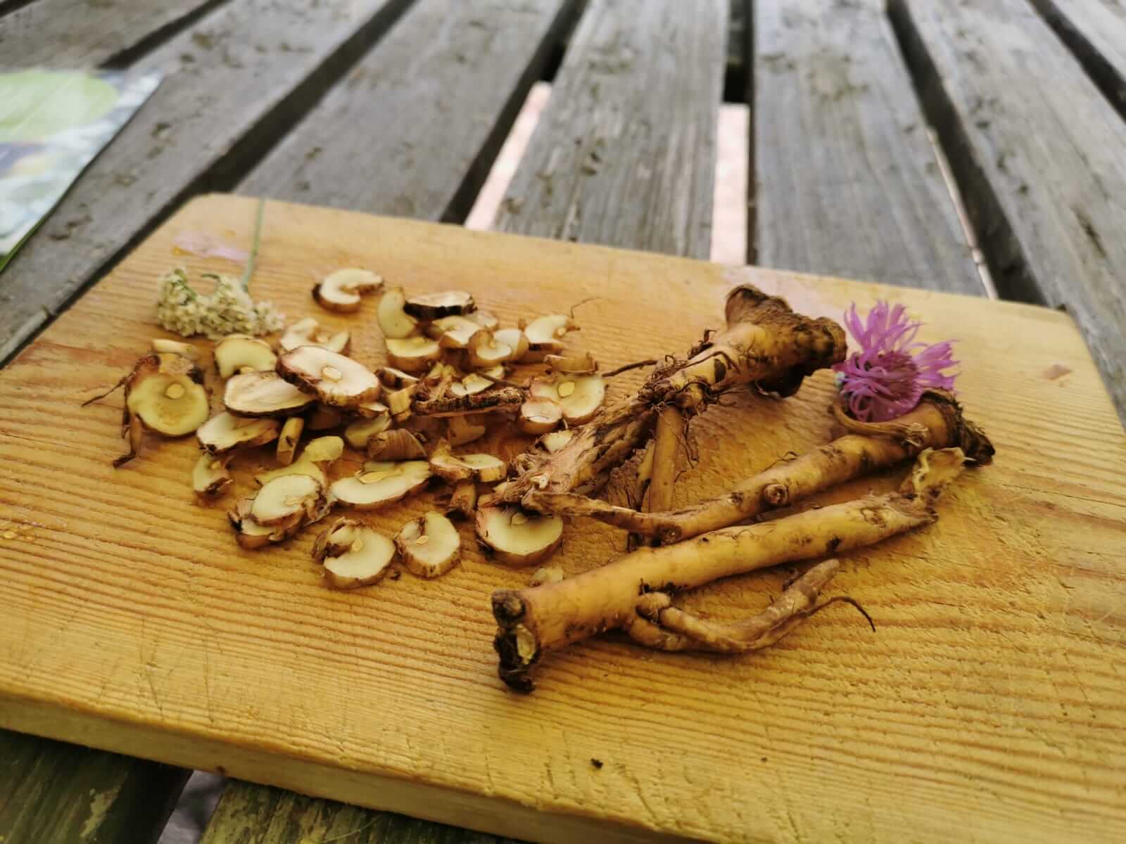 Ateliers Juste Ici – Cueillette de plantes et légumes qui colorent