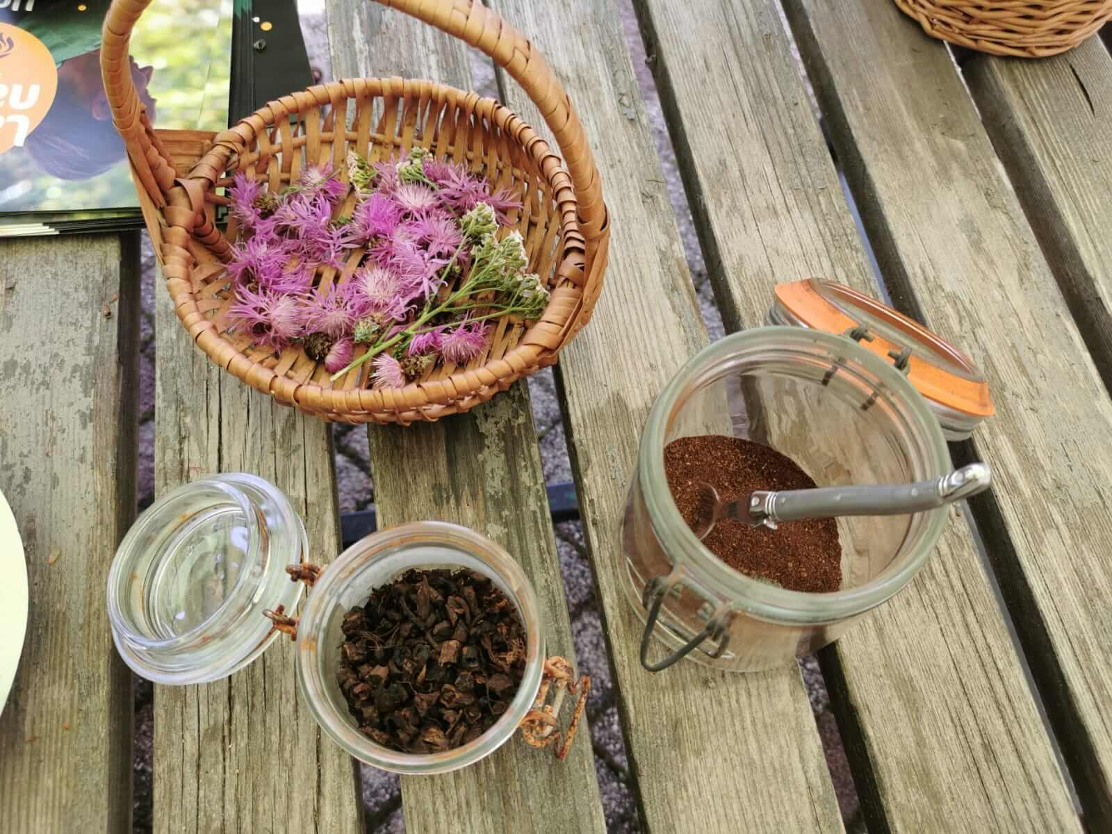 Ateliers Juste Ici – « Les couleurs des plantes »